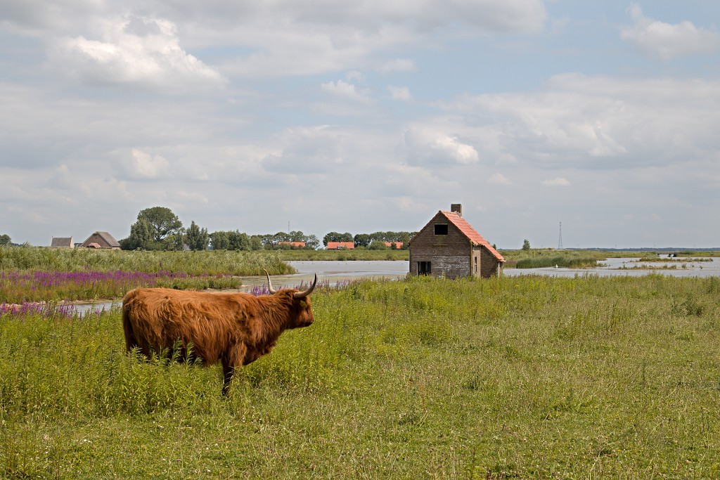 tiengemeten natuur natuurgebied natuurmonumenten hdr schotse hooglanders rien poortvliet museum eiland polder platteland